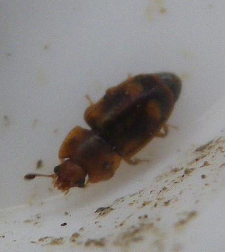 Epuraea sp.